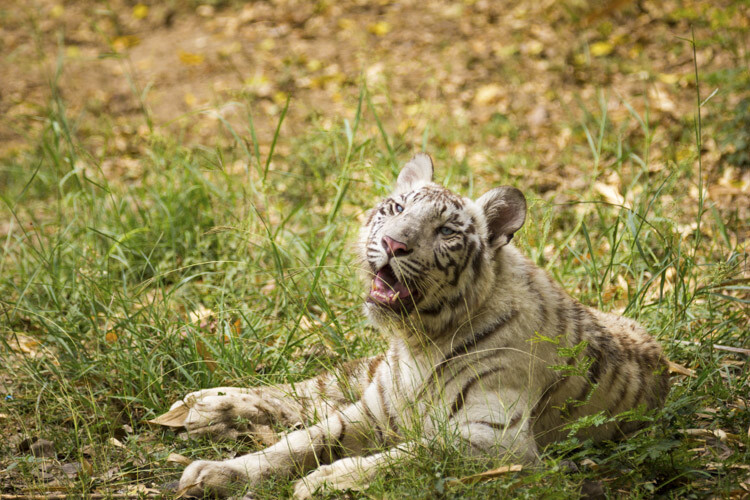 wildlife-photography-telephoto-lens-01.jpg Super-telephoto wildlife photography