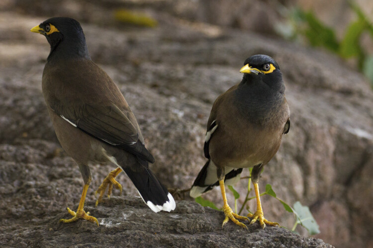 wildlife-photography-telephoto-lens-02.jpg Super-telephoto wildlife photography