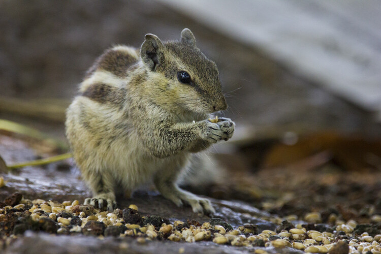 wildlife-photography-telephoto-lens-03.jpg Super-telephoto wildlife photography