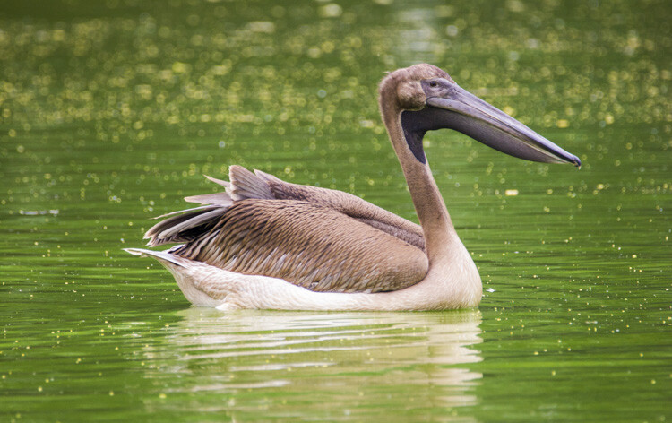 wildlife-photography-telephoto-lens-05.jpg Super-telephoto wildlife photography