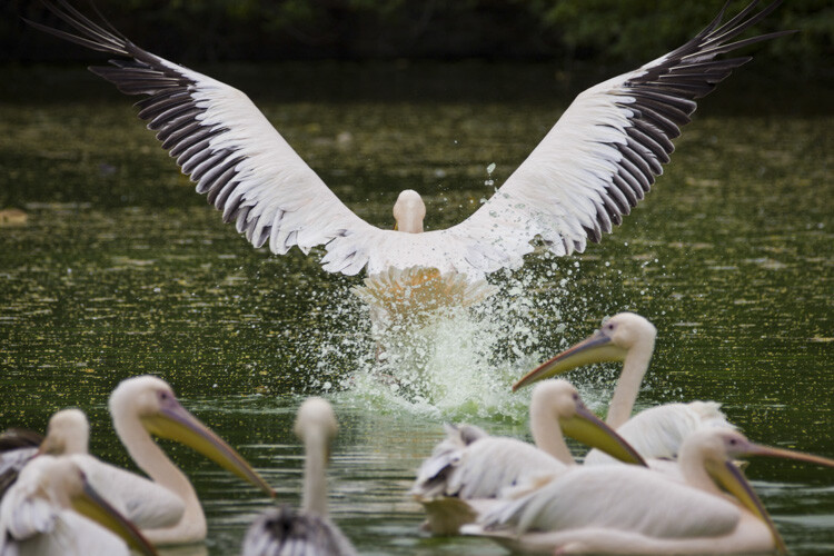 wildlife-photography-telephoto-lens-07.jpg Super-telephoto wildlife photography