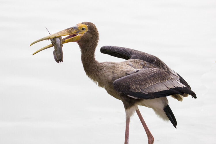 wildlife-photography-telephoto-lens-08.jpg Super-telephoto wildlife photography